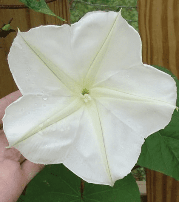 Morning Glory - Moon Flower (gallon pot with trellis)